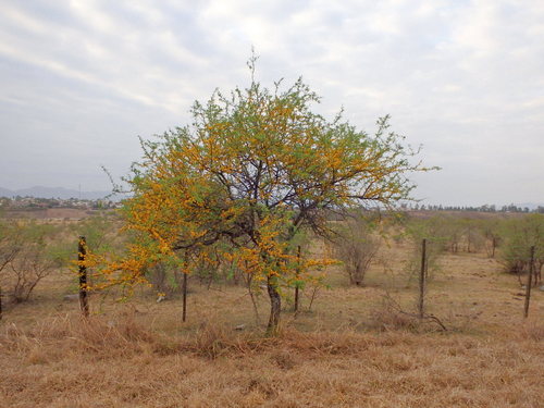 Pretty Espino Tree in bloom.